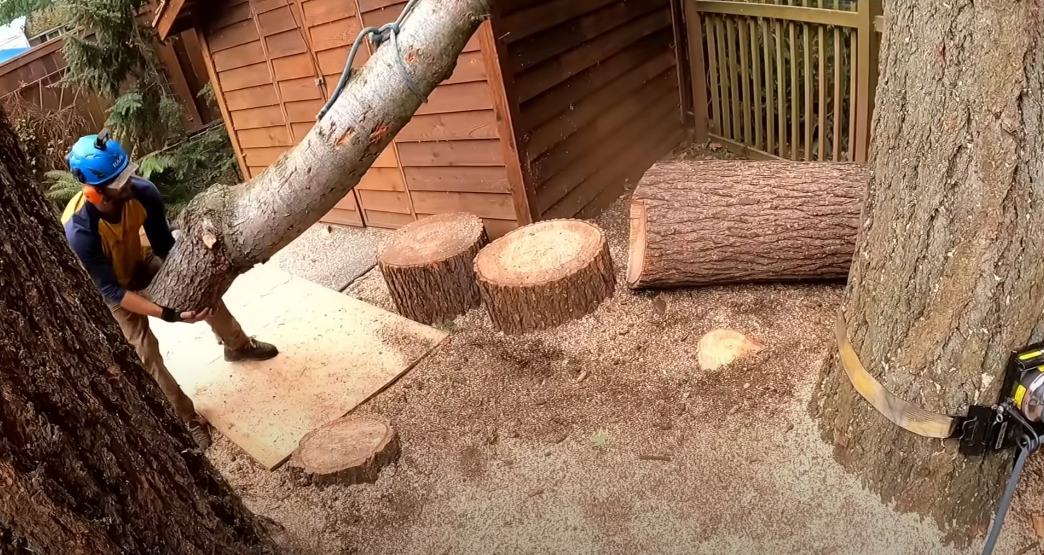 Emergency Tree Services in Bullhead, AZ